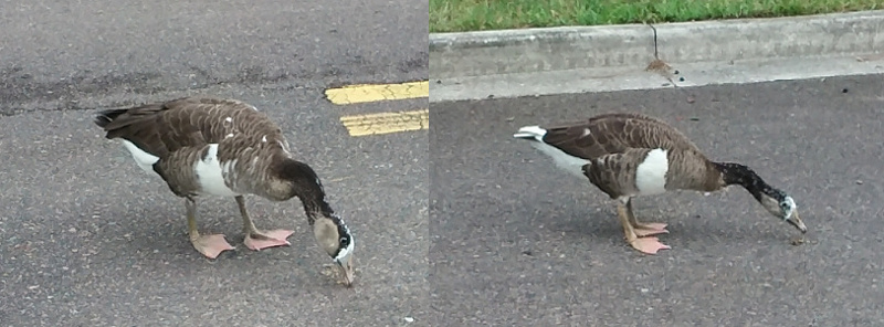 [Two images spliced together. Each image contains one goose. The one on the left has a white patch on its breast and a white stripe along its head from its beak up and over the crown of its head. Its head then has a very dark brown stripe beside the white and extending over the top of the head to the neck. The neck is most deep brown (similar the black neck of a Canadian goose). It has pinkish feet with tan legs. The goose in the image on the right has very similar coloring except it has white tail feathers (instead of brown/black) and has a few more whitish speckles on its neck and face than the goose on the left. ]